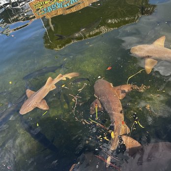 Key Largo Fisheries - Nurse sharks and fish at the dock - Seafood Near Me - Key Largo, Florida Key Largo Fisheries - Nurse sharks and fish at the dock - Seafood Near Me - Key Largo, Florida