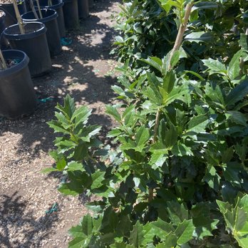 Moon Valley Nurseries - Nurseries & Gardening Near Me - Austin, Texas
