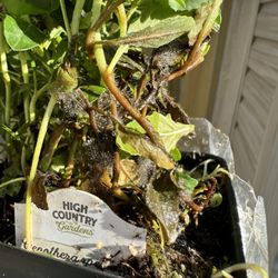 High Country Gardens