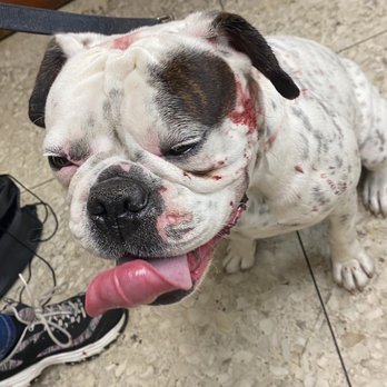 Thomas Veterinary Hospital - My baby getting cleaned up - Veterinarians Near Me - Downey, California Thomas Veterinary Hospital - My baby getting cleaned up - Veterinarians Near Me - Downey, California