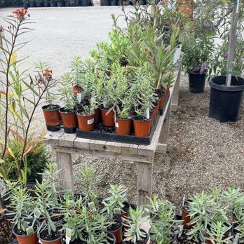 Present Perfect - milkweed plants - Nurseries & Gardening Near Me - Pasadena, California Present Perfect - milkweed plants - Nurseries & Gardening Near Me - Pasadena, California