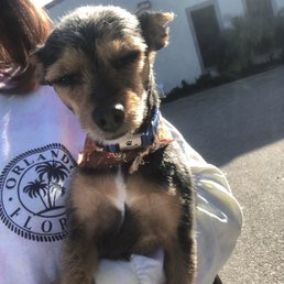 Short cut Chorkie for thanksgiving :)
