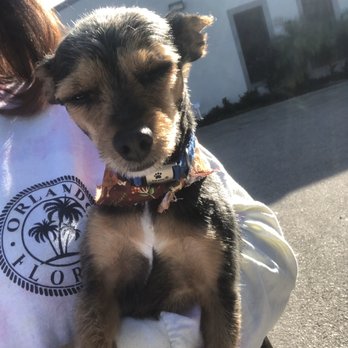 Furry Friends Retreat  - Short cut Chorkie for thanksgiving :) - Pet Groomers Near Me - Riverview, Florida