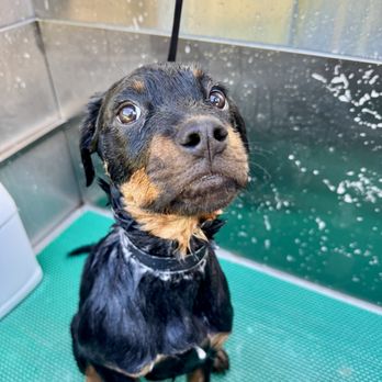 Creature Comfort BnB - Price varies by size for doggie wash - Dog Walkers Near Me - Los Angeles, California