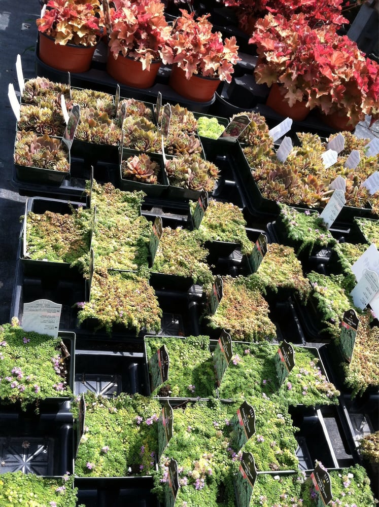 WELCH’S GREENHOUSES Updated May 2024 1271 ster Rd, ster, New