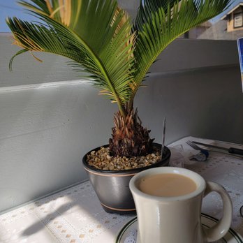 Mi Lindo Michoacan - Coffee and plant table centerpiece. - Mexican Near Me - Austin, Texas