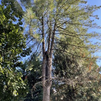 All Around Arbor Tree Care - Tree Services Near Me - Portland, Oregon All Around Arbor Tree Care - Tree Services Near Me - Portland, Oregon