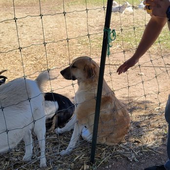 Jester King Brewery - Sasha the dog with the goats. - Breweries Near Me - Austin, Texas Jester King Brewery - Sasha the dog with the goats. - Breweries Near Me - Austin, Texas