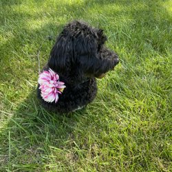 Furry Tail Wedding and Pet Sitting