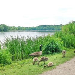 Harburger Stadtpark