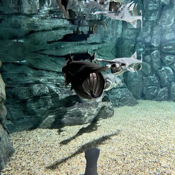 OdySea Aquarium - Blown away watching this feed - Aquariums Near Me - Scottsdale, Arizona OdySea Aquarium - Blown away watching this feed - Aquariums Near Me - Scottsdale, Arizona
