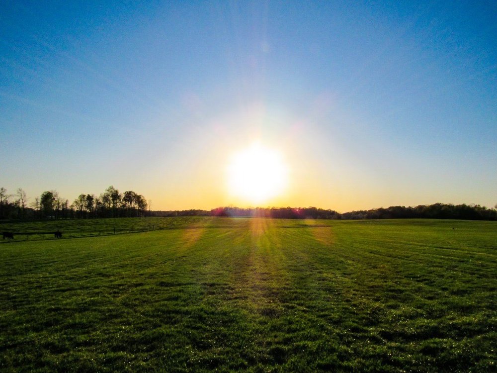 NEWBERRY FARMS TURF GRASS Updated August 2024 4932 Buzzard Creek Rd