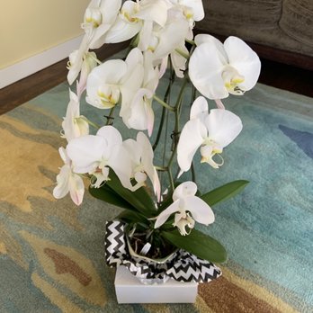 The Flower Shop - Two Stem Orchid Plant - Florists Near Me - San Leandro, California The Flower Shop - Two Stem Orchid Plant - Florists Near Me - San Leandro, California
