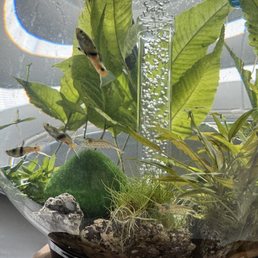 Endlers livebearers fish Endlers livebearers fish