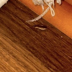 Carr Apartments - Cockroaches