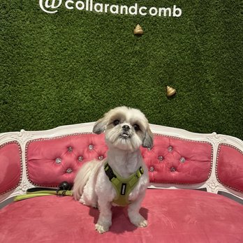 Collar & Comb - Great haircut by Ken!! My dog was happy through the whole process. Thank you - Pet Groomers Near Me - Los Angeles, California