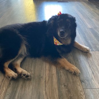 Sydnee’s Pet Grooming - Davis - Pet Groomers Near Me - Davis, California Sydnee’s Pet Grooming - Davis - Pet Groomers Near Me - Davis, California