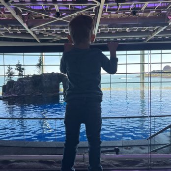Shedd Aquarium - Show - Aquariums Near Me - Chicago, Illinois