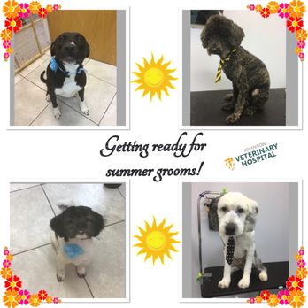 Johnson Veterinary Hospital - Veterinarians Near Me - Lawrence, Massachusetts