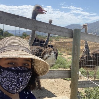 Ostrichland USA - Very tall ostrich - Attraction Farms Near Me - Solvang, California Ostrichland USA - Very tall ostrich - Attraction Farms Near Me - Solvang, California