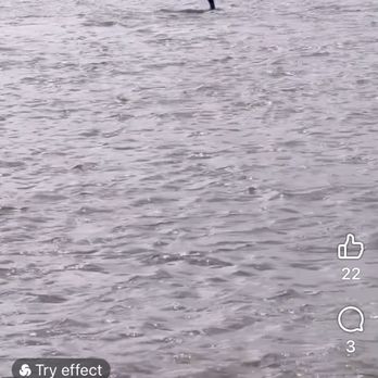 Baywatch Dolphin Tours - Just one jumping - Tours Near Me - Galveston, Texas