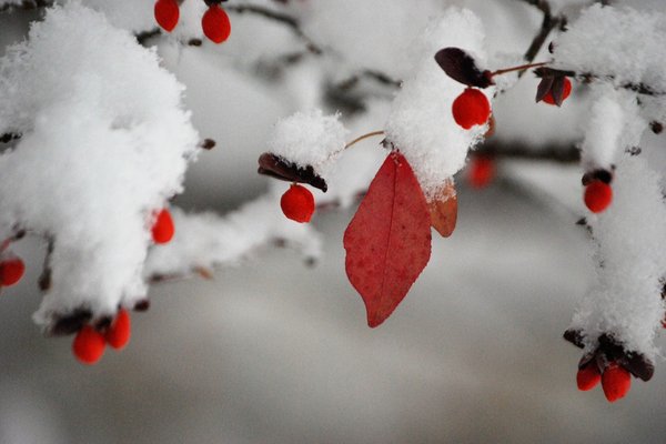 Family Life Counseling