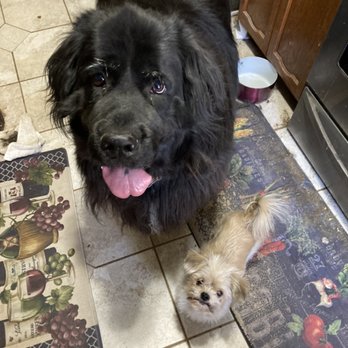 You x 2 Pet Sitting Services - Drew and Henry waiting for their treat! - Pet Sitting Near Me