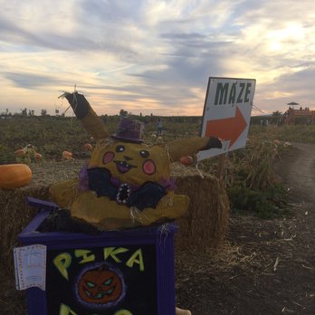 Cool Patch Pumpkins - This Pika-boo had a long day. - Pumpkin Patches Near Me - Dixon, California