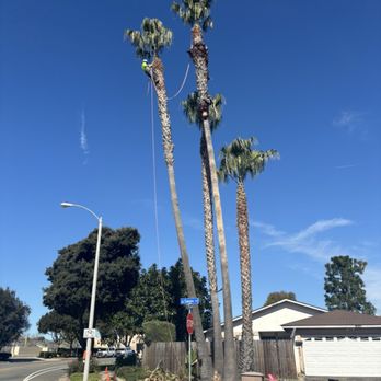 Ayala Tree Care & Landscape Service - Tree Services Near Me