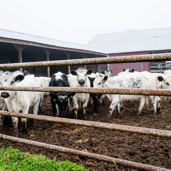 Lazy A Ranch - a herd of cows in a pen - Ranches Near Me - Bellville, Texas