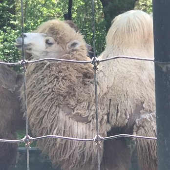 Toronto Zoo - Camels in Toronto Zoo - Zoos Near Me - Toronto, Ontario Toronto Zoo - Camels in Toronto Zoo - Zoos Near Me - Toronto, Ontario
