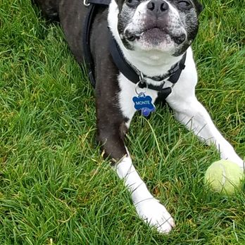 Redhawk Dog Park - Dog Parks Near Me