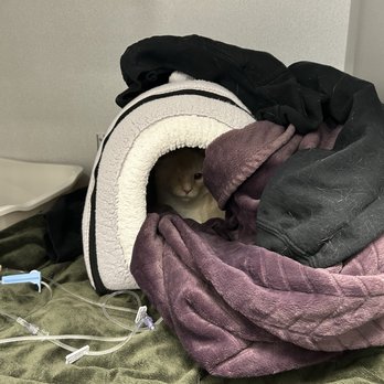 Partner Veterinary - Popeye in his treatment area, I'm very happy he could sleep with my sweatshirt - Veterinarians Near Me - Frederick, Maryland Partner Veterinary - Popeye in his treatment area, I'm very happy he could sleep with my sweatshirt - Veterinarians Near Me - Frederick, Maryland