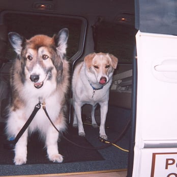 Professional Pet Sit - We're headed to the park. - Dog Walkers Near Me Professional Pet Sit - We're headed to the park. - Dog Walkers Near Me