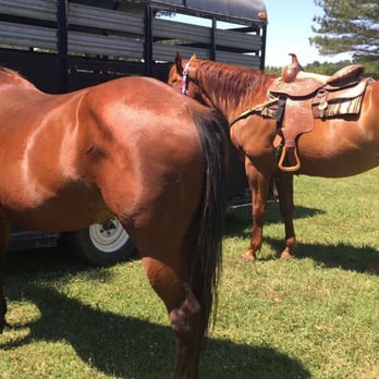 South Side Riders - They're beautiful ! - Horseback Riding Near Me South Side Riders - They're beautiful ! - Horseback Riding Near Me