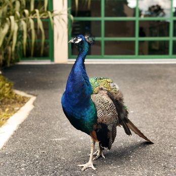 Rat's Restaurant - Peacocks outside. They walk right past! - French Near Me - Hamilton, New Jersey Rat's Restaurant - Peacocks outside. They walk right past! - French Near Me - Hamilton, New Jersey