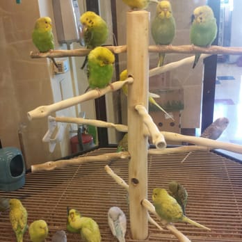 Petco - Boids (as they say in 1940s Brooklyn). - Pet Stores Near Me - Downey, California Petco - Boids (as they say in 1940s Brooklyn). - Pet Stores Near Me - Downey, California