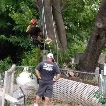 All You Need Tree Service - Tree trimming - Tree Services Near Me All You Need Tree Service - Tree trimming - Tree Services Near Me