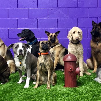 Real World Canine - All shapes, sizes, ages, and breeds are welcome at Real World Canine - Pet Training Near Me - Reno, Nevada