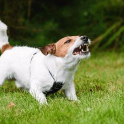 Comprehensive Pet Therapy