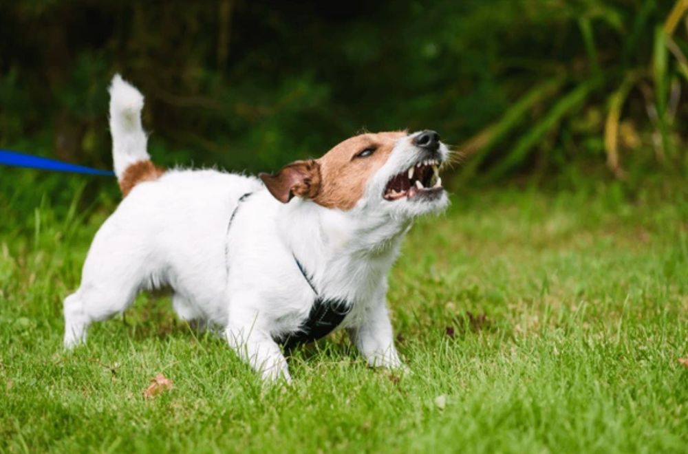 Comprehensive Pet Therapy - pet boarding facility in Sandy Springs, GA