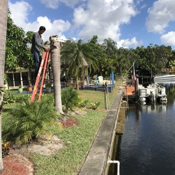 Steven Landscaping - remove palms - Landscaping Near Me - Fort Lauderdale, Florida Steven Landscaping - remove palms - Landscaping Near Me - Fort Lauderdale, Florida