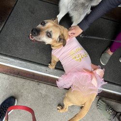 Zwei Brewing - Dog birthday parties happen quite often.