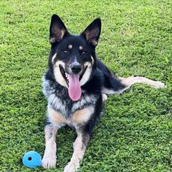 Twin Cedar K9 - Ghost!