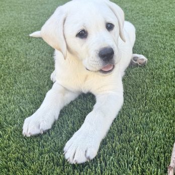 Lowe's Labs - Pet Breeders Near Me Lowe's Labs - Pet Breeders Near Me
