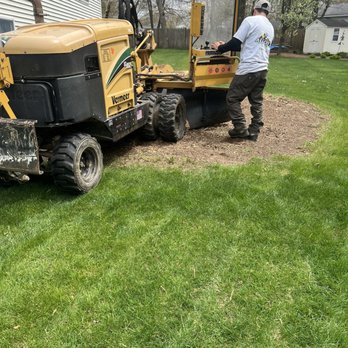 All city stump grinding - Tree Services Near Me All city stump grinding - Tree Services Near Me