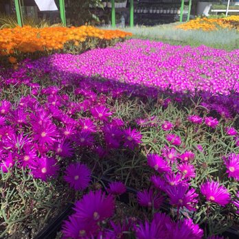 The Home Depot - Beautiful flower options in outdoor garden - Hardware Stores Near Me - Brea, California The Home Depot - Beautiful flower options in outdoor garden - Hardware Stores Near Me - Brea, California