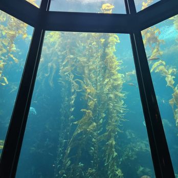 Monterey Bay Aquarium - Aquariums Near Me - Monterey, California