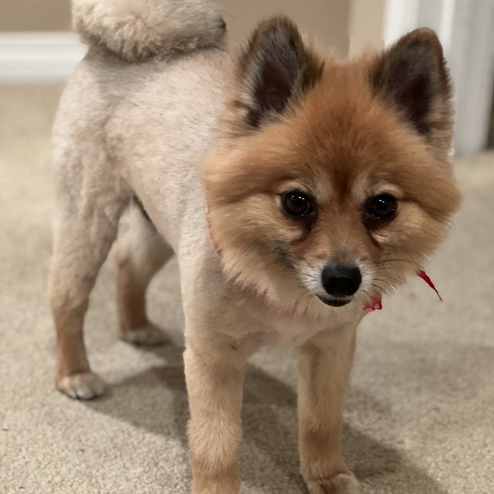Happy Dogs Grooming - Love his hair cut - Pet Groomers Near Me - Canoga Park, California