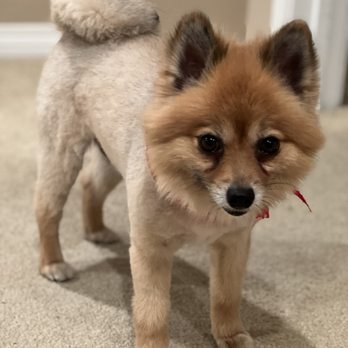 Happy Dogs Grooming - Love his hair cut - Pet Groomers Near Me - Canoga Park, California Happy Dogs Grooming - Love his hair cut - Pet Groomers Near Me - Canoga Park, California